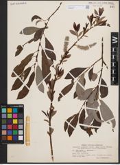 Foto von Salix cinerea L. x Salix phylicifolia L.
